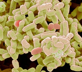 An interview with Lesley&nbsp;Hoyles